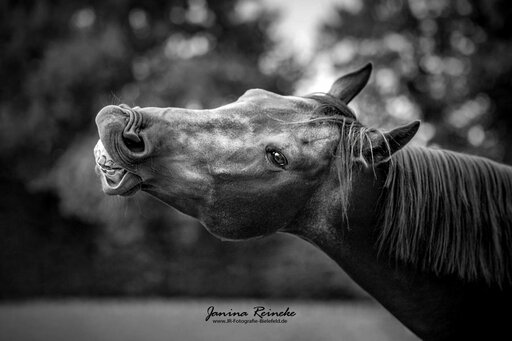 JR Fotografie Bielefeld | Pferde | Familienfotograf auf alleFotografen