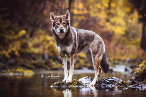 JR Fotografie Bielefeld | Hunde | Landschaftsfotograf auf alleFotografen