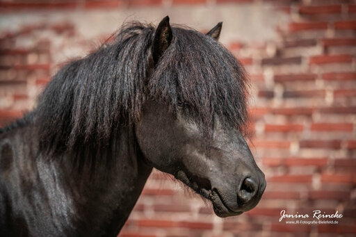 JR Fotografie Bielefeld | Pferde | Paarfotograf auf alleFotografen