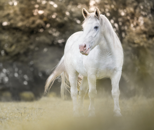 Pferd-und-Pfotegrafie | Pferde  | Pferdefotograf auf alleFotografen