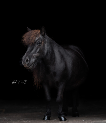 Pferd-und-Pfotegrafie | Pferde  | Tierfotograf auf alleFotografen