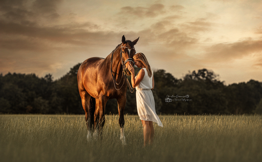 Pferd-und-Pfotegrafie | Pferde  | Werbefotograf auf alleFotografen