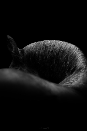 Nina S. Fotografie  | Schwarz-weiß Portraits | Hundefotograf auf alleFotografen