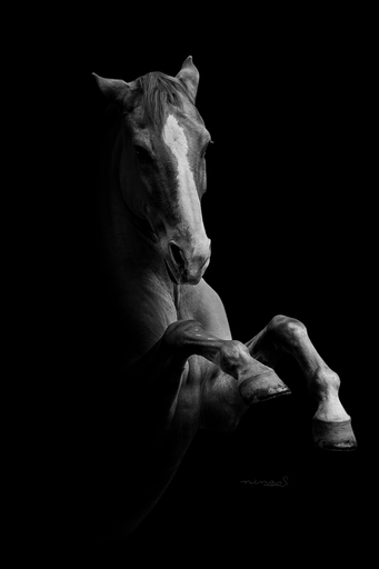 Nina S. Fotografie  | Schwarz-weiß Portraits | Pferdefotograf auf alleFotografen