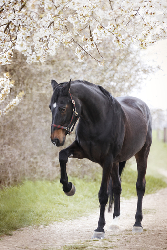 Nina S. Fotografie  | Pferde | Paarfotograf auf alleFotografen
