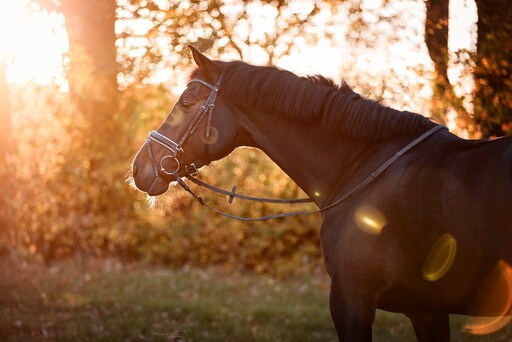 Nina S. Fotografie  | Pferde | Tierfotograf auf alleFotografen