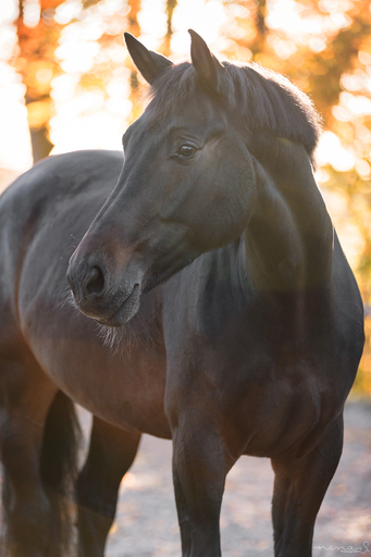 Nina S. Fotografie  | Pferde | Pferdefotograf auf alleFotografen