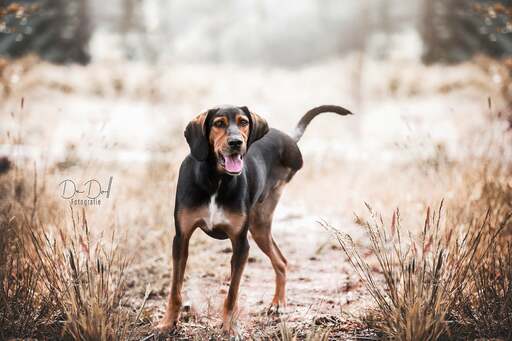 DeDoll-Fotografie  | Outdoorshootings  | Hundefotograf auf alleFotografen