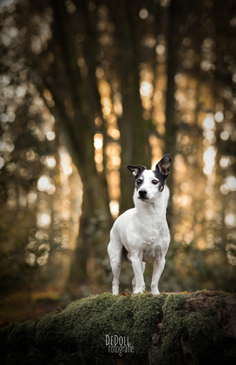DeDoll-Fotografie  | Outdoorshootings  | Hundefotograf auf alleFotografen