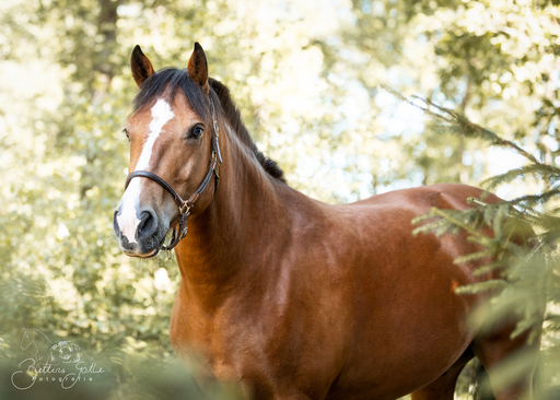 Bettina Gothe Fotografie | Pferde | Pferdefotograf auf alleFotografen