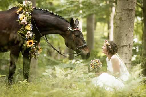 Bettina Gothe Fotografie | Pferde | Tierfotograf auf alleFotografen