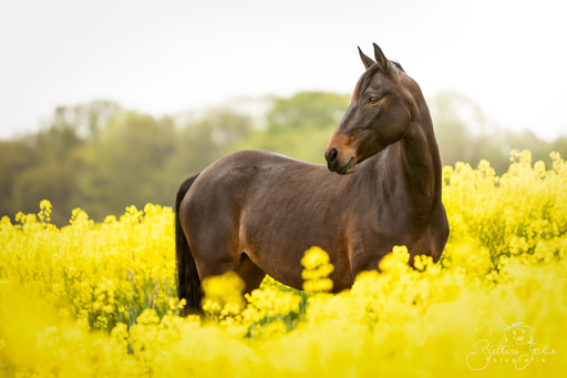 Bettina Gothe Fotografie | Pferde | Hundefotograf auf alleFotografen