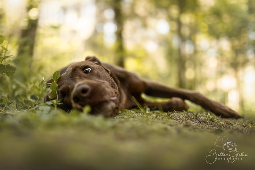 Bettina Gothe Fotografie | Hunde | Hundefotograf auf alleFotografen