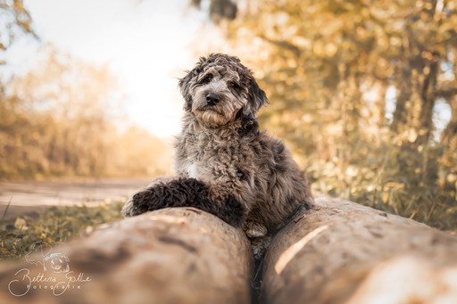 Bettina Gothe Fotografie | Hunde | Tierfotograf auf alleFotografen