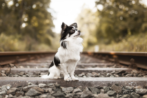 Bettina Gothe Fotografie | Hunde | Tierfotograf auf alleFotografen