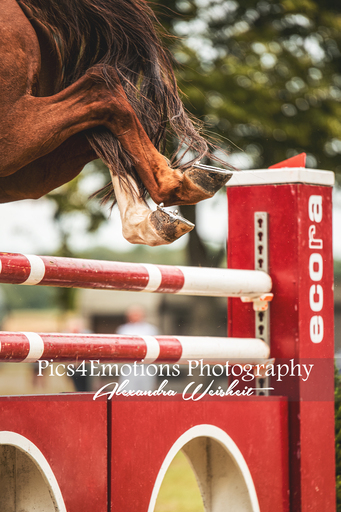 Pics4Emotions Photography | Pferdesport | Pferdefotograf auf alleFotografen