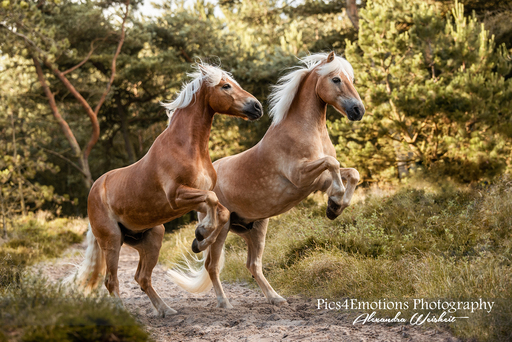 Pics4Emotions Photography | Pferdefotografie | Sportfotograf auf alleFotografen