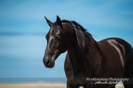 Pics4Emotions Photography | Pferdefotografie | Sportfotograf auf alleFotografen