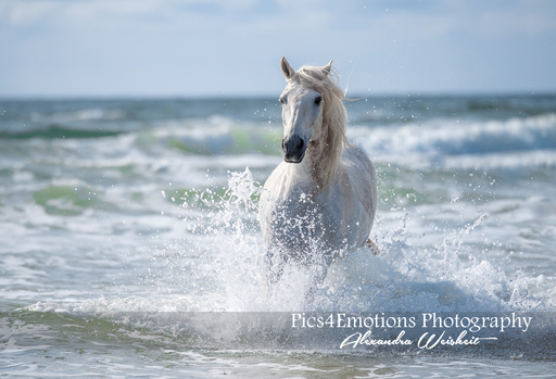 Pics4Emotions Photography | Pferdefotografie | Pferdefotograf auf alleFotografen