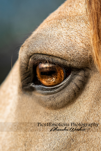 Pics4Emotions Photography | Pferdefotografie | Tierfotograf auf alleFotografen
