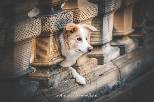 Sofie Gruber Fotografie | Schloss | Hundefotograf auf alleFotografen