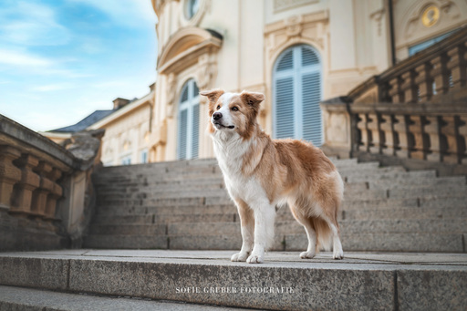 Sofie Gruber Fotografie | Schloss | Tierfotograf auf alleFotografen