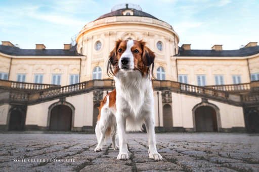 Sofie Gruber Fotografie | Schloss | Tierfotograf auf alleFotografen