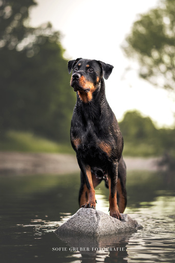 Sofie Gruber Fotografie | Wasser | Hundefotograf auf alleFotografen