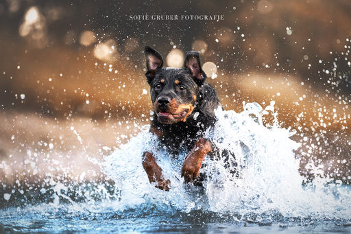 Sofie Gruber Fotografie | Wasser | Tierfotograf auf alleFotografen