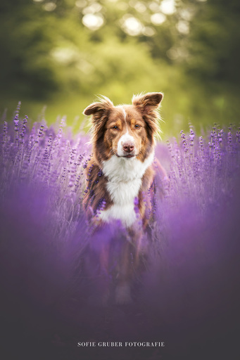 Sofie Gruber Fotografie | Lavendel | Tierfotograf auf alleFotografen