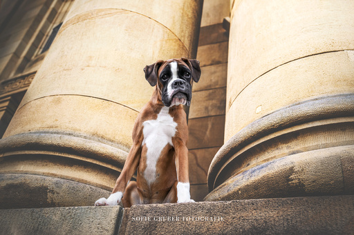 Sofie Gruber Fotografie | Stadt | Hundefotograf auf alleFotografen