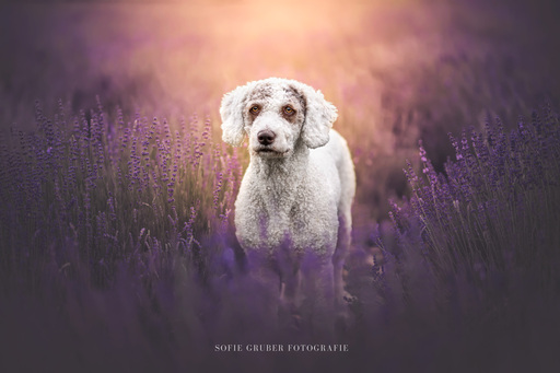 Sofie Gruber Fotografie | Lavendel | Tierfotograf auf alleFotografen