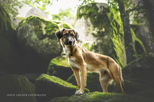 Sofie Gruber Fotografie | Wald | Hundefotograf auf alleFotografen
