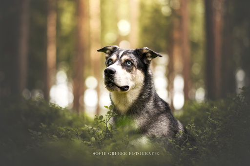 Sofie Gruber Fotografie | Wald | Tierfotograf auf alleFotografen