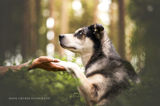 Sofie Gruber Fotografie | Wald | Hundefotograf auf alleFotografen