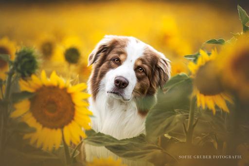 Sofie Gruber Fotografie | Sonnenblumen | Tierfotograf auf alleFotografen
