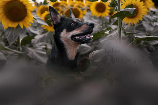 Lydias_Tierfotografie | Portfolio  | Hundefotograf auf alleFotografen