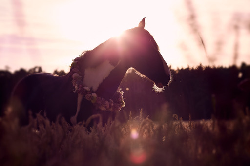 RP Photographie | Pferdefotoshooting | Hundefotograf auf alleFotografen