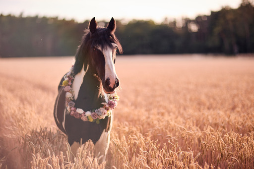 RP Photographie | Pferdefotoshooting | Portraitfotograf auf alleFotografen