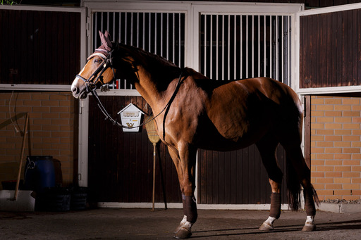 RP Photographie | Pferdefotoshooting | Tierfotograf auf alleFotografen