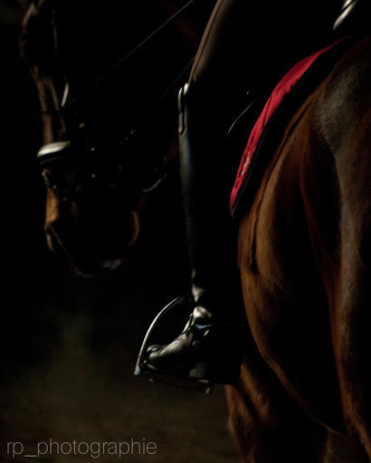 RP Photographie | Pferdefotoshooting | Portraitfotograf auf alleFotografen