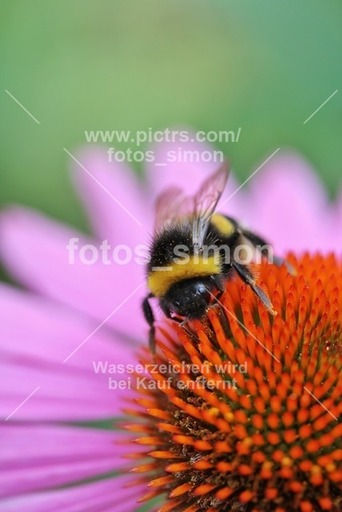 fotos_simon | Nature | Stockfotograf auf alleFotografen