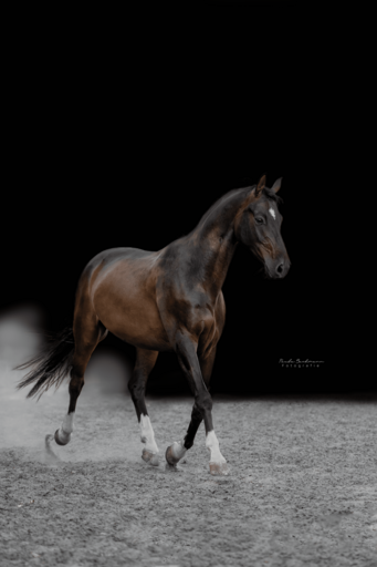 Paula Bachmann Fotografie | Pferde | Sportfotograf auf alleFotografen
