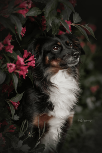 Paula Bachmann Fotografie | Hunde | Sportfotograf auf alleFotografen