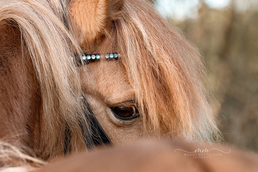Mandy Matthiesen Fotografie  | Pferde | Pferdefotograf auf alleFotografen