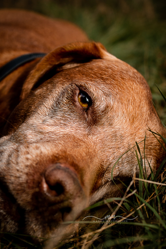 Mandy Matthiesen Fotografie  | Hunde | Tierfotograf auf alleFotografen