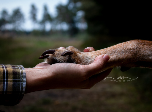 Mandy Matthiesen Fotografie  | Hunde | Familienfotograf auf alleFotografen