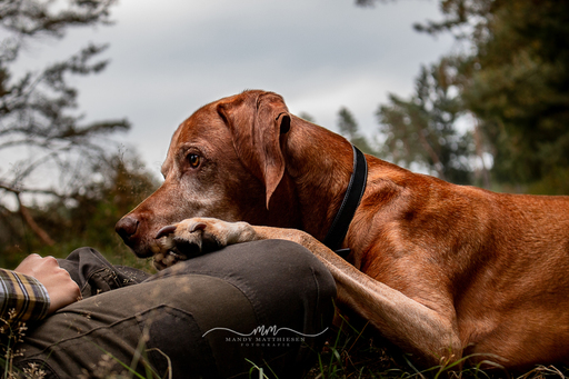 Mandy Matthiesen Fotografie  | Hunde | Hundefotograf auf alleFotografen