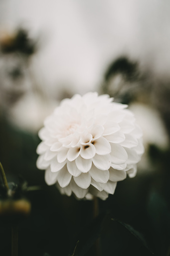 Bildrausch | Blumenrausch | Konzertfotograf auf alleFotografen
