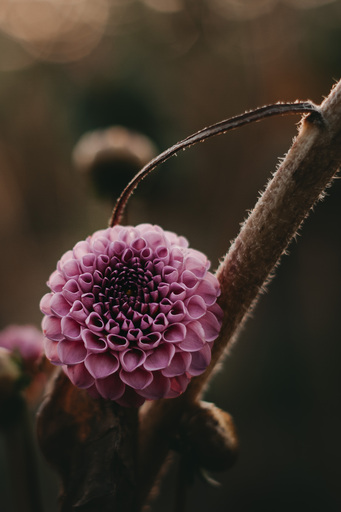 Bildrausch | Blumenrausch | Konfirmationsfotograf auf alleFotografen